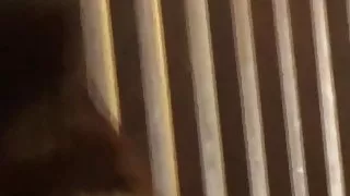 Dirty babes flood Japanese streets with piss solo