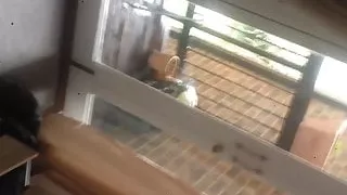 mauritian cock sucked by a norwegian girl