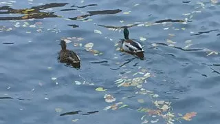 Big tittied teen Lana invites herself over for anal fun