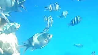 Sexy young woman under water with great ass