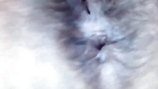 Hairy bush cam girl spreads ass and pussy