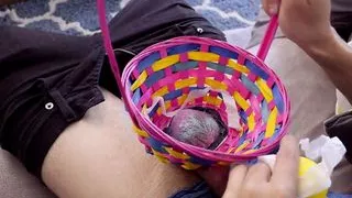 Bunnies Tricked By Step Brother Ends With Easter Creampie