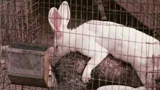 Top Rated Classic 40 - 4K Restoration