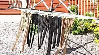 My Ladys Wash Day Tights Pantyhose  Washing Line  SEE PICS