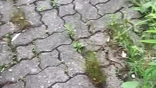 behaarte fick fotze meiner sklavin