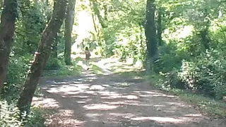 aurelia schoolgirl lost in forest