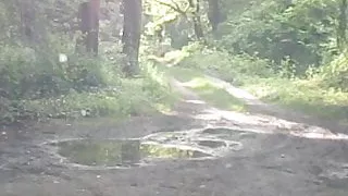 aurelia slut in wood road