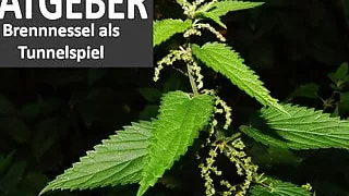 BDSM-Adviser: Nettle for Masochist