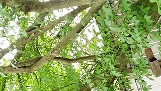 Dick Flash weiß bbw