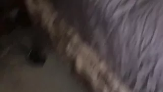 BBC breeds my Jersey Wife