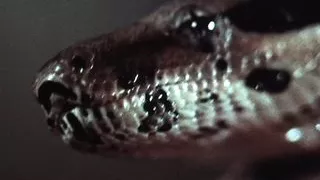 Opus 28 (8K Compressed)