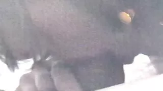 Ullis sucking my dick