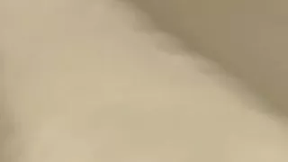 Wife sucks bull cock