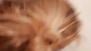 Good doggystyle with creampie