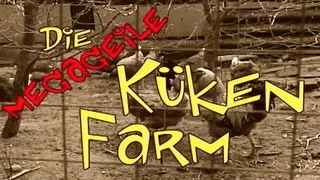 Newly hatched chicks are ready to be fucked