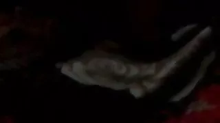 My home wife sax video n Bangladeshi sax video