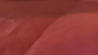 Bull pleasures himself