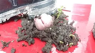 Auf dem Cockboard in den Dreck getreten....