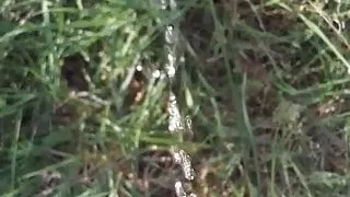 Pissing in the forest