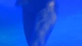 The Revealing Science Of Brunette Beauty