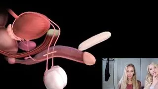 Male orgasm anatomy explained. Educational JOI.