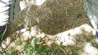 Papa, Schwuler Sex, Sex im Freien, Pissen, Kleiner Schwanz, Wald