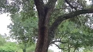 Thot sissy at the park again