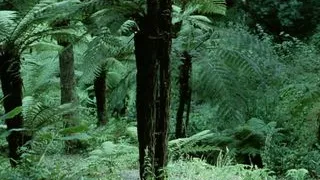 Frauen Im Liebeslager (Remastered)