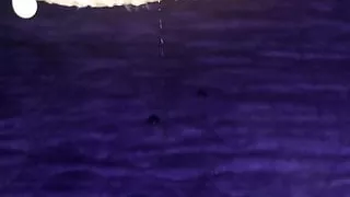 Sissy bred by bull, cum dripping