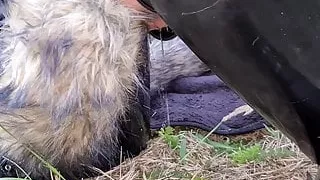 Dog slut orgasm, Celeste receives dog training outdoors