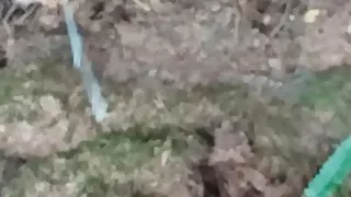 Amatør, Sæd, Gay, Onani, Udendørs, Træ