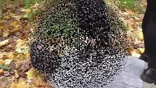 2 cruel german doms trample grandpaps outdoor