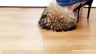 fluffy heels