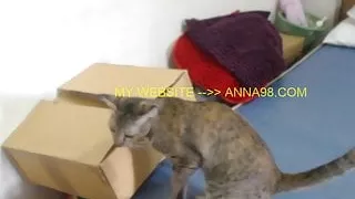 DaneJones 19yr old brown wet pussy