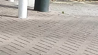 Police busted step mom fucking in the car with step son