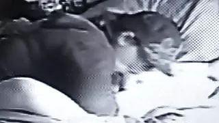 Sucking some more cock