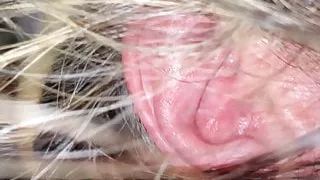 Wife getting plowed in her ass