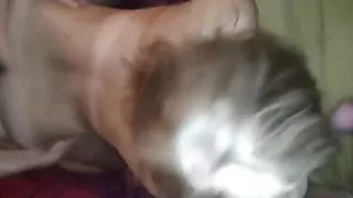 Orgy - Fuck to orgasm, amateur Danish milf from piger.eu