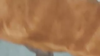 Karwan, My wife likes it