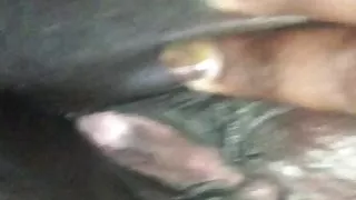 Good Morning Hamster