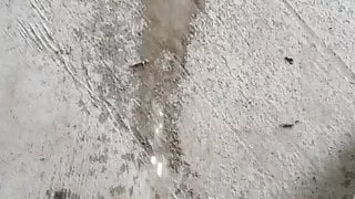 Pissing in public at the park