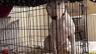 Submission & rough sex for Candice