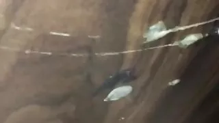 Gloryhole cum dripping