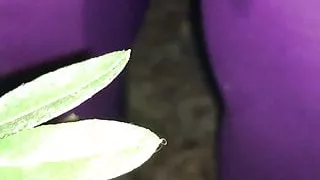 peeing myself in my yard at night