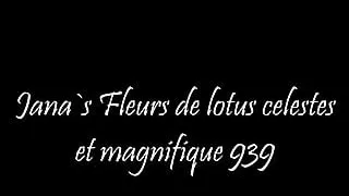 Fleurs de lotus celestes et magnifique 939
