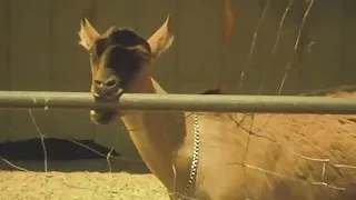 Brooke Banner. 19 year old fucks stepdad and he shoots load