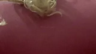 Bush Queen twerking.