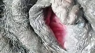 African Sex, Black Sex, Ghetto Sex, Pregnant Women, Pussy