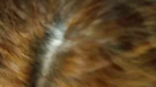 A gatas primea parte