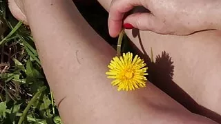 Dandelion 2
